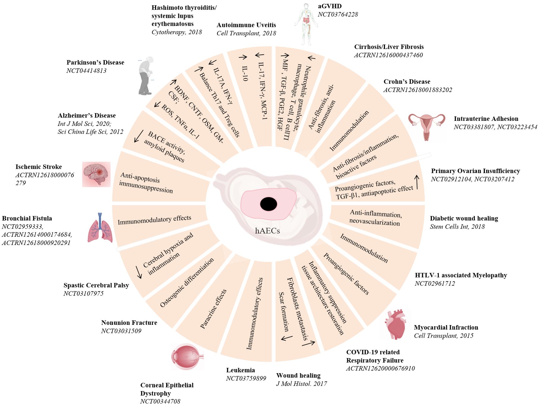 圖3：hAECs在疾病治療中的臨床前和臨床研究。hAECs在各種疾病治療中的示意圖和潛在的機制。
