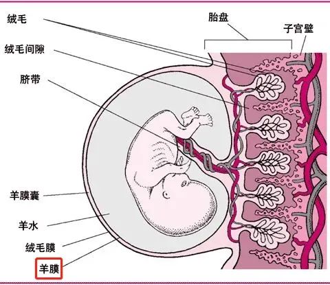 作用堪比全能干細胞，重新認識人羊膜上皮細胞的細胞特性及其治療應用