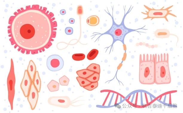什么是成體干細胞？它們在再生醫學中的作用