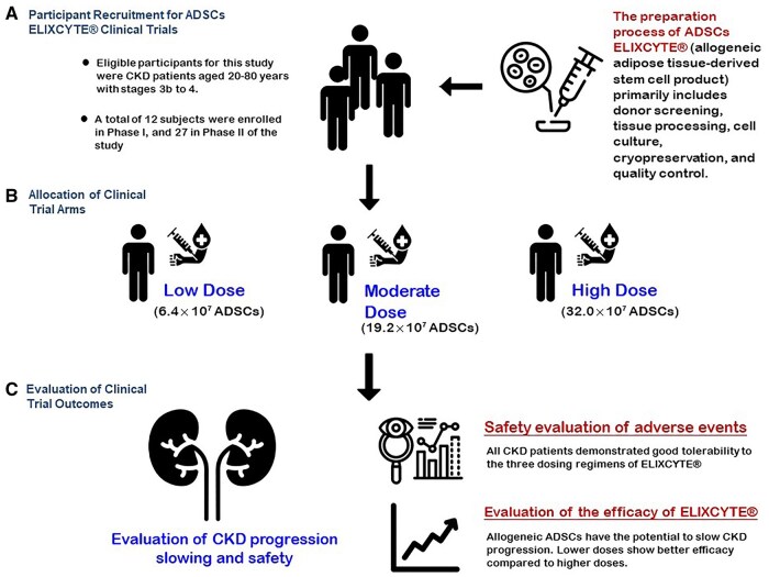 該圖文摘要總結了ELIXCYTE臨床試驗，重點介紹了慢性腎臟病（CKD）患者的招募、異體脂肪干細胞（ADSCs）低劑量、中劑量和高劑量組的分配以及療效評估。試驗證實了良好的安全性，延緩了CKD的進展，并在較低劑量下顯示出更佳的療效，凸顯了ELIXCYTE在CKD治療中的治療潛力。