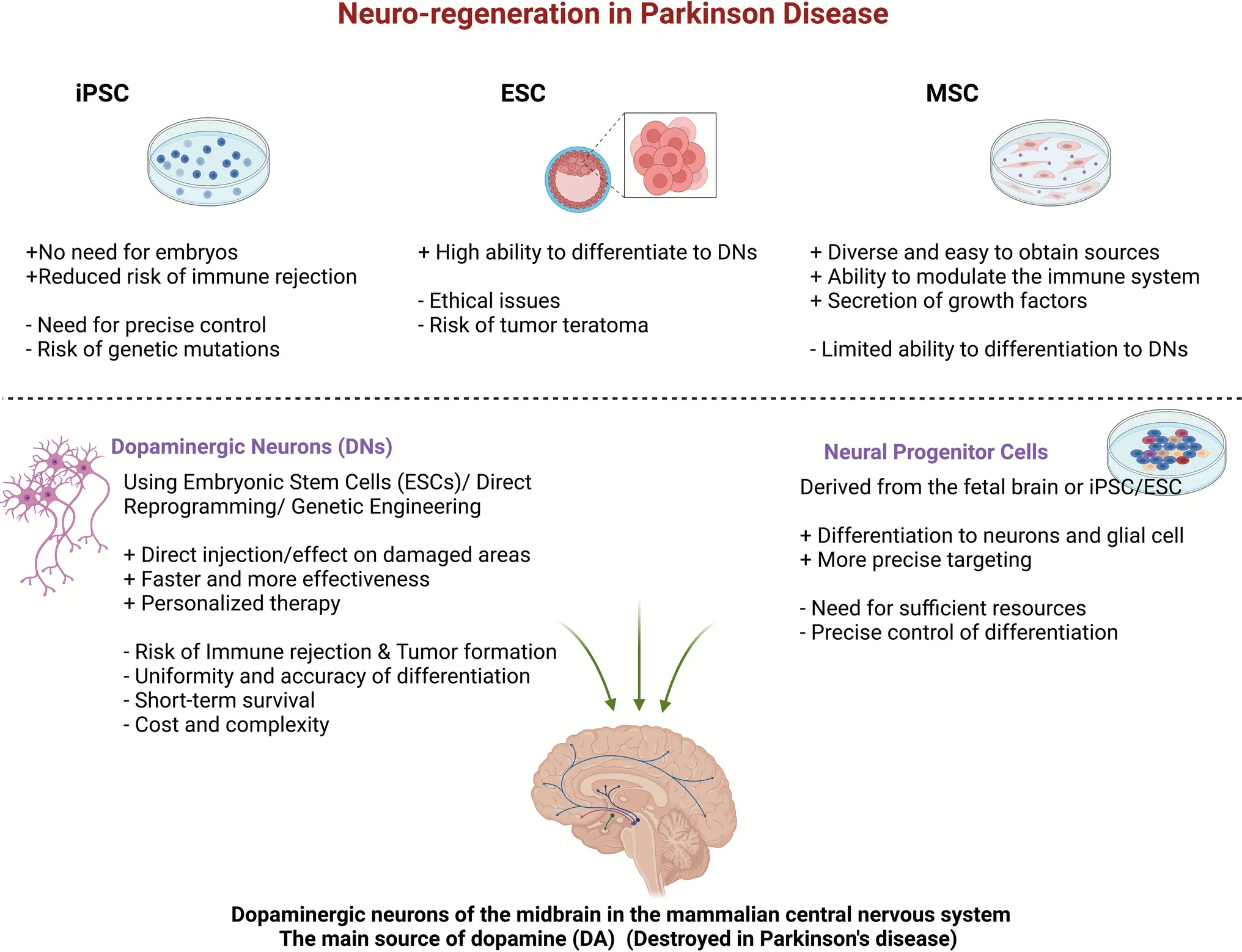 圖2：用于帕金森病細胞療法的不同干細胞來源及其優(yōu)缺點